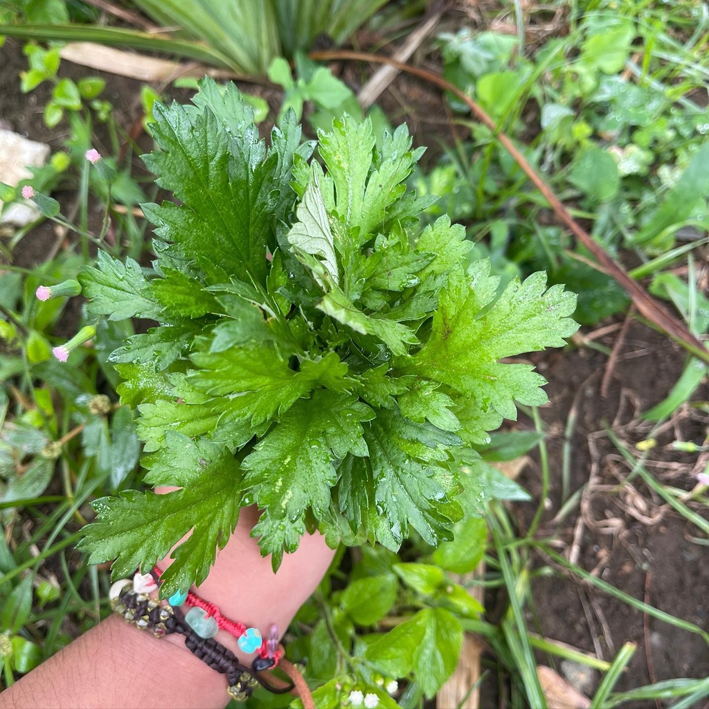 Harvesting Mugwort